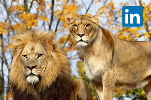 LinkedIn-LIONs_-Should-you-be-One-